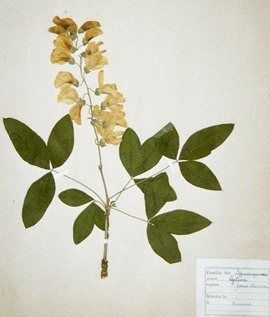 herbier_ancien_low.jpg