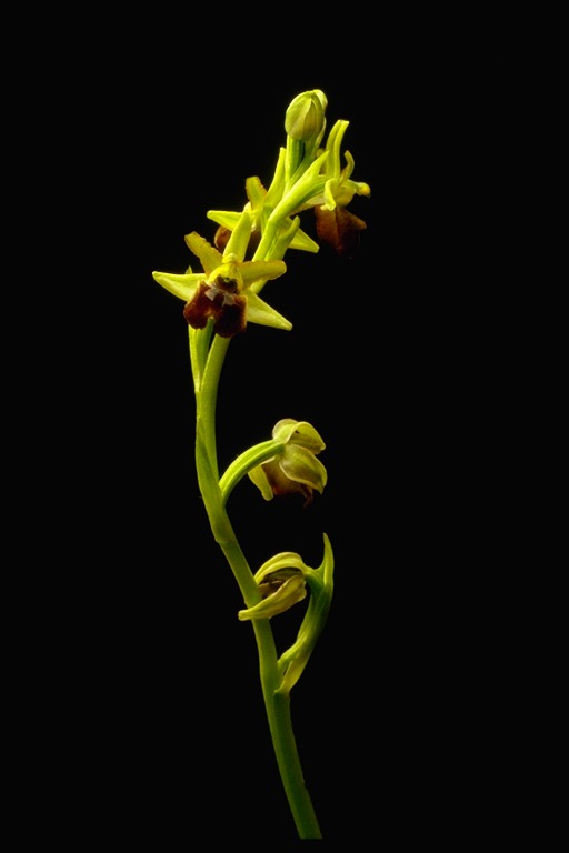 ophrys.jpg