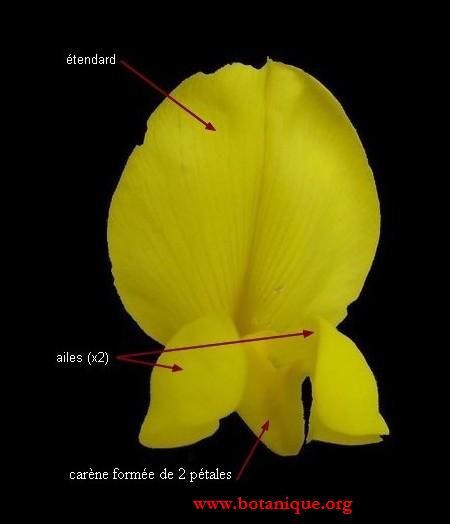 Corolle zygomorphe (fleur irrégulière) | BOTANIQUE.ORG
