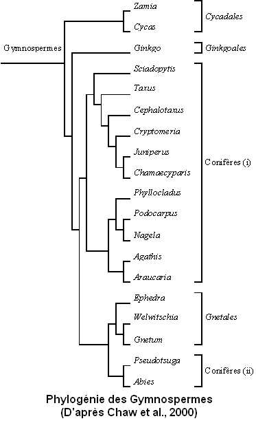 Cladogramme_Gymnospermes.jpg