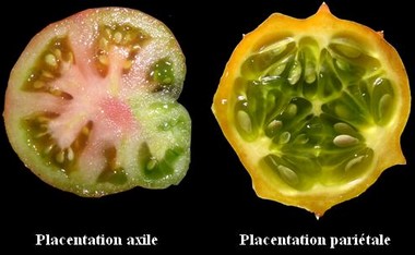 Comparaison_placentation_fr.jpg