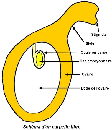 carpelle-2.jpg