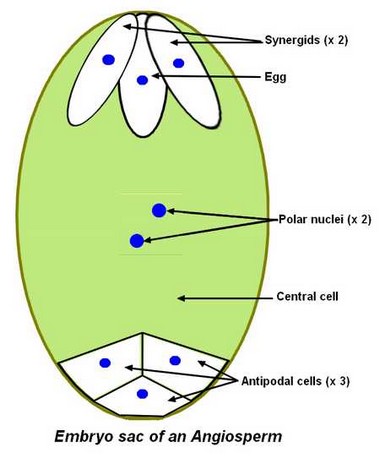 embryo_sac_eng.jpg