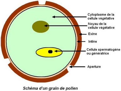 grain_pollen.jpg