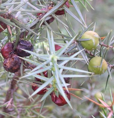 juniperus_oxycedrus2.jpg