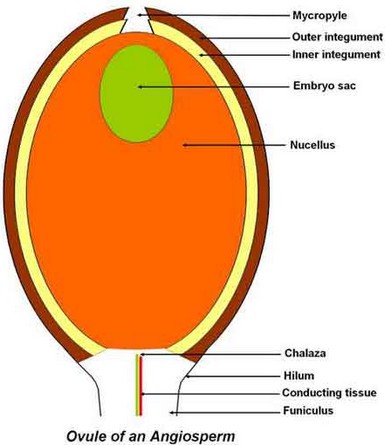 ovule_eng.jpg