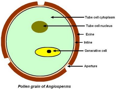 pollen_grain_eng.jpg