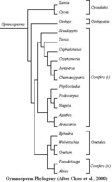 Clad_Gymnosperms_engl.jpg