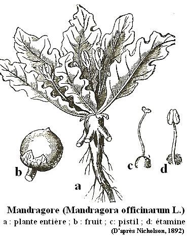 mandragora.jpg