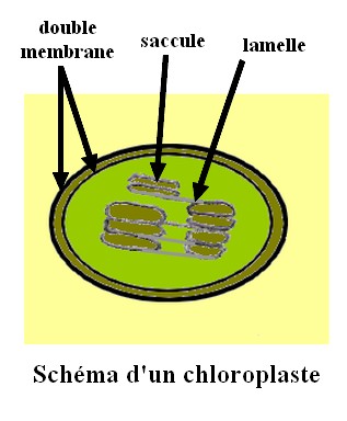 chloroplaste_fren.jpg