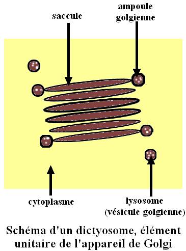 golgi_fren.jpg