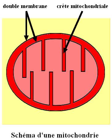 mitochondrie_fren.jpg