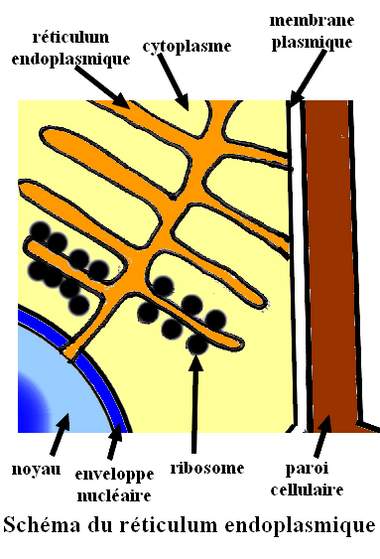 reticulum_fren.jpg