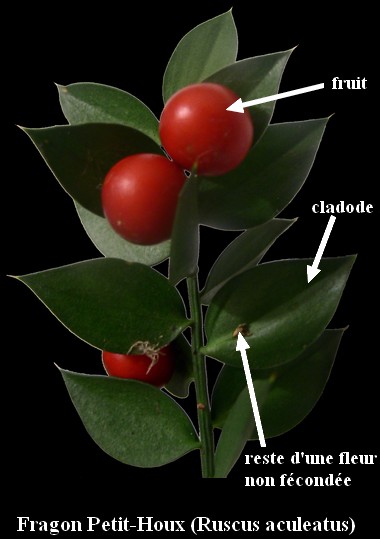 ruscus_aculeatus_low.jpg