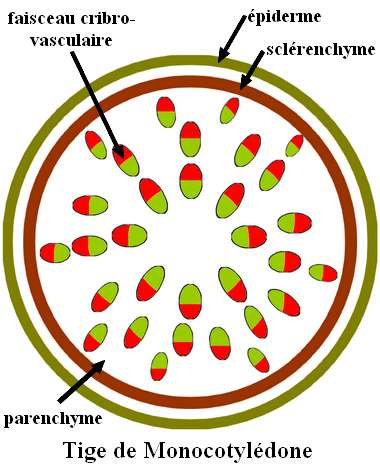 tige_monocots_french.jpg