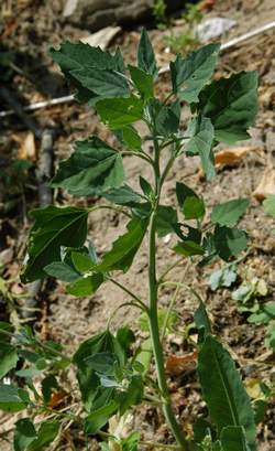 4_chenopodium_murale_low.jpg