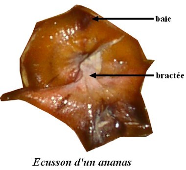 ecusson_ananas.jpg