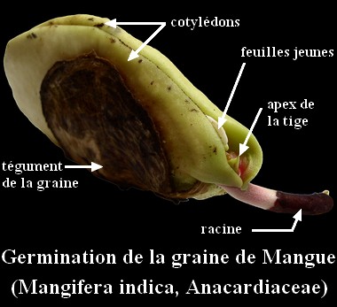 germination_mangue-fre.jpg