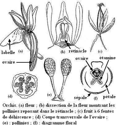 orchis_planche_low_fr.jpg