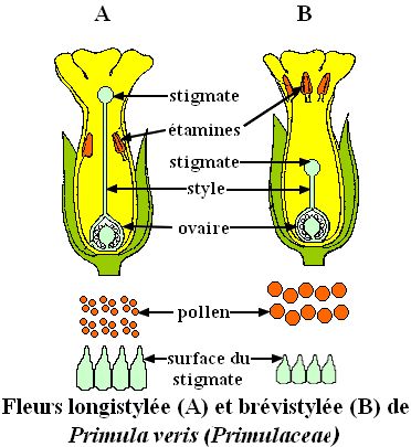 primula_w.jpg