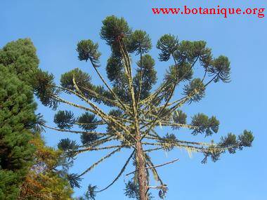 araucaria_angustifolia_low.jpg