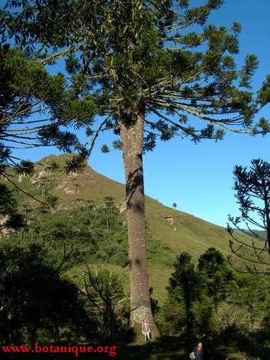 araucaria_urubici_low.jpg