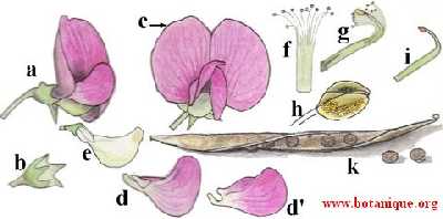 schema1_1_lathyrus.jpg