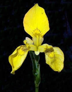 Iris_pseudoacorus.jpg