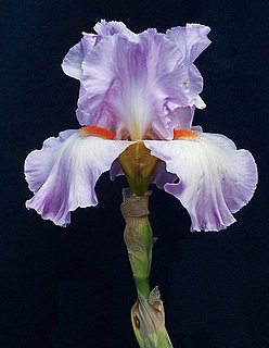 iris_hort.jpg