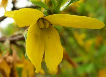 forsythia2_low.jpg