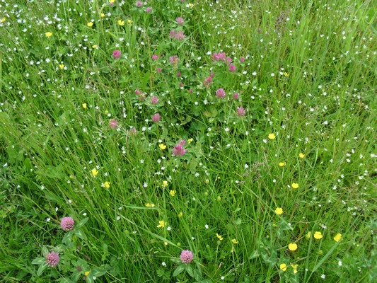 Prairie fleurie spontanée